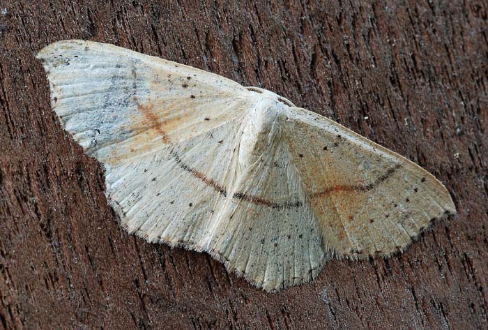 Geometridae da conf. - Cyclophora (Codonia) punctaria